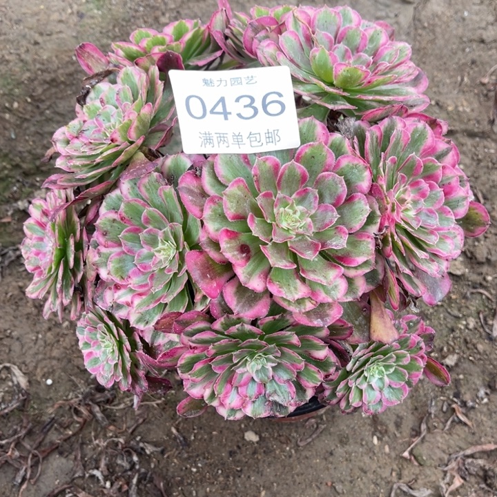 0436霁月的人多肉的