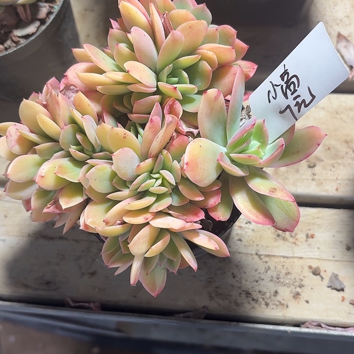 浪***线多肉植物一物一拍小高