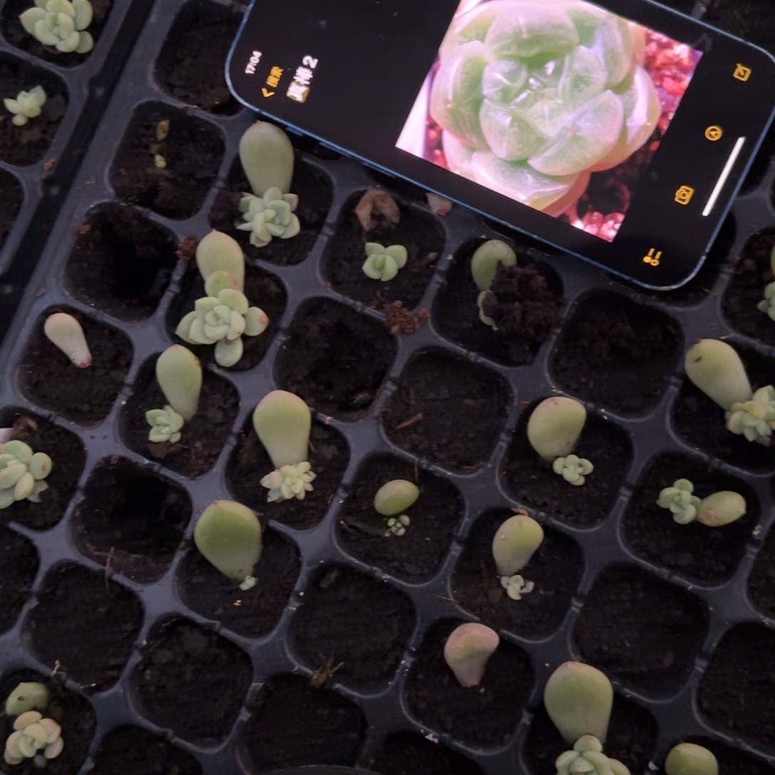 真棒2 穴一个满25包邮