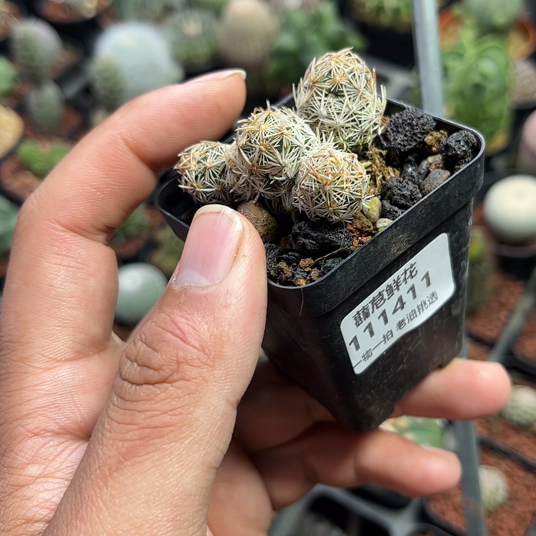 匹***X111411一物一拍单头发货单头仙人球