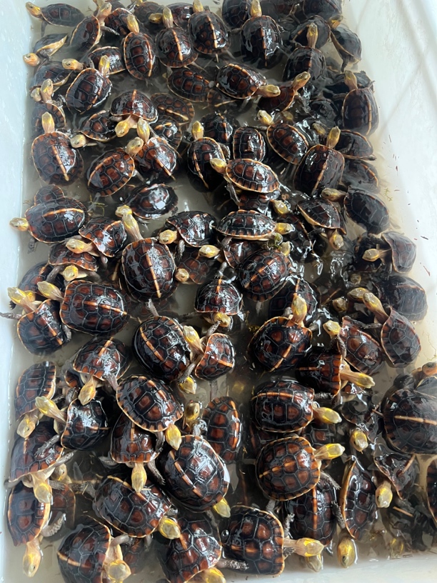 宠物龟网红宠物龟黄缘龟安缘龟