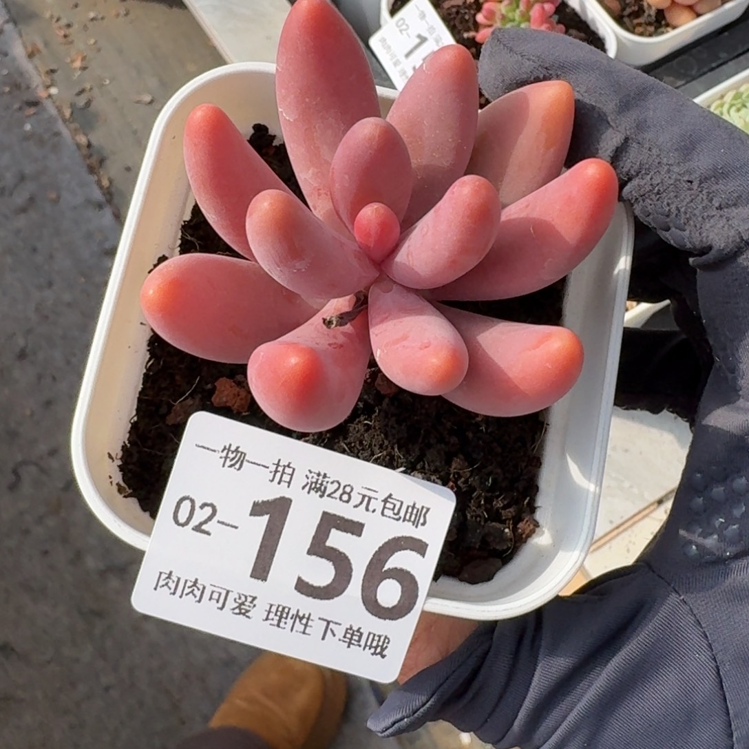 红手指无盆土发货无