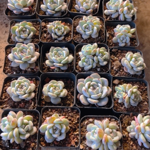 阳台全品多少？24个新颖。