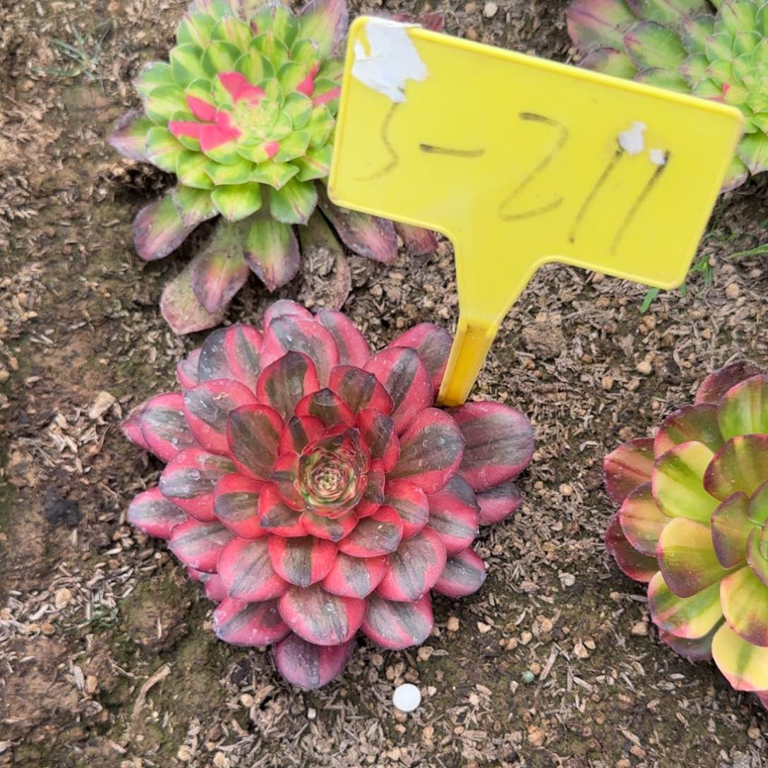 3-211-++多头多肉植物