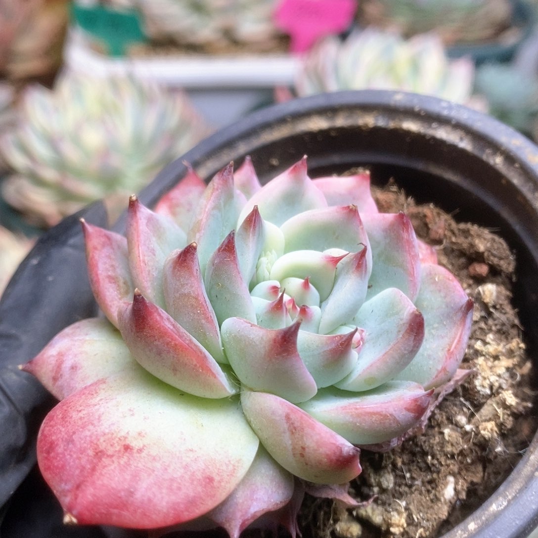 159锦锦锦锦锦锦锦锦