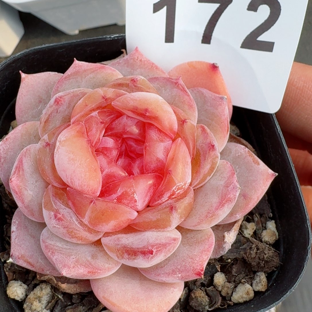 月神         精品多肉