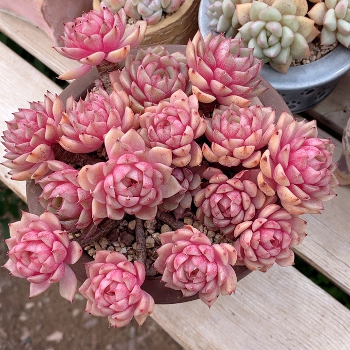 苯巴蒂斯 韩货精品