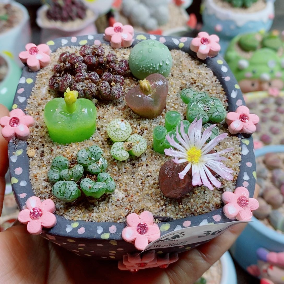 烟***样生石花花花花花花花367