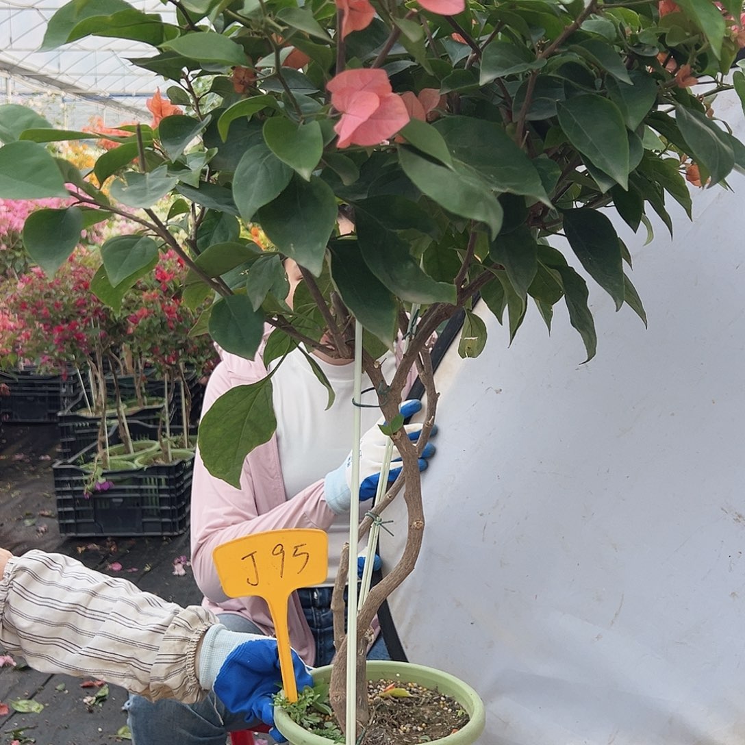 橙***子大部分花苞少量开放J95