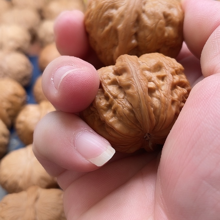 把件桃核总****中核桃36