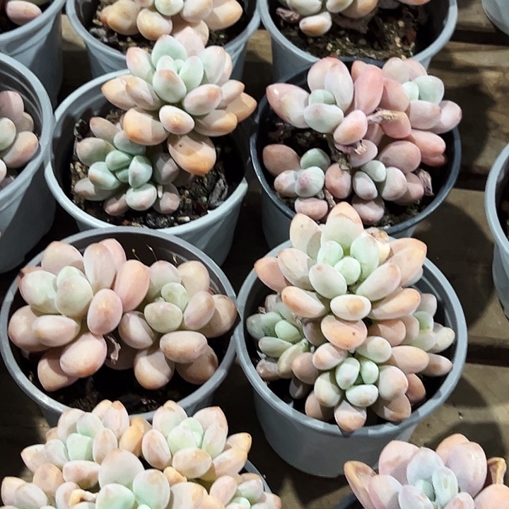    红洛神      福利多多