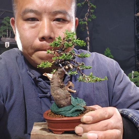 幕***烟无花朵济州真柏盆景素材盆景素材盆景素材盆景