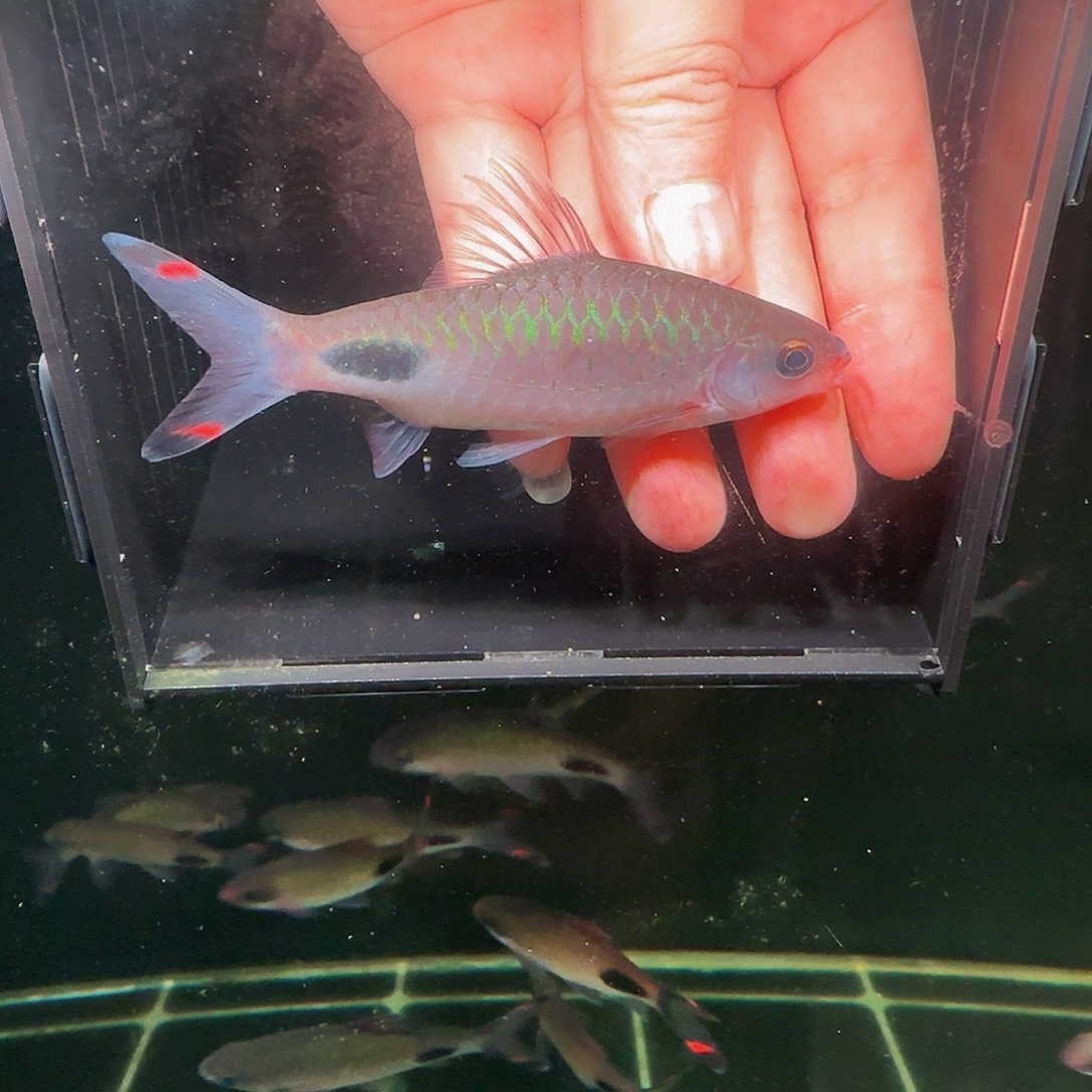 吉罗鱼紫红黑影干架红眼