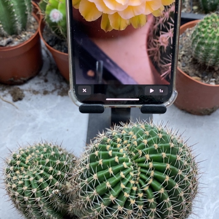 金***秋彩草绿黄白1盆2棵