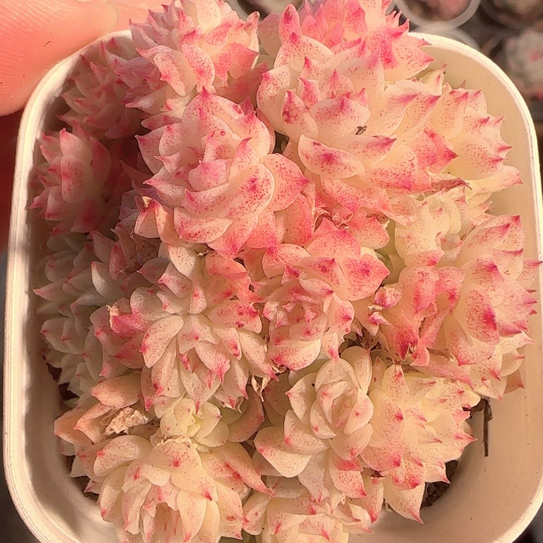 多肉1201-59优选麦秆群
