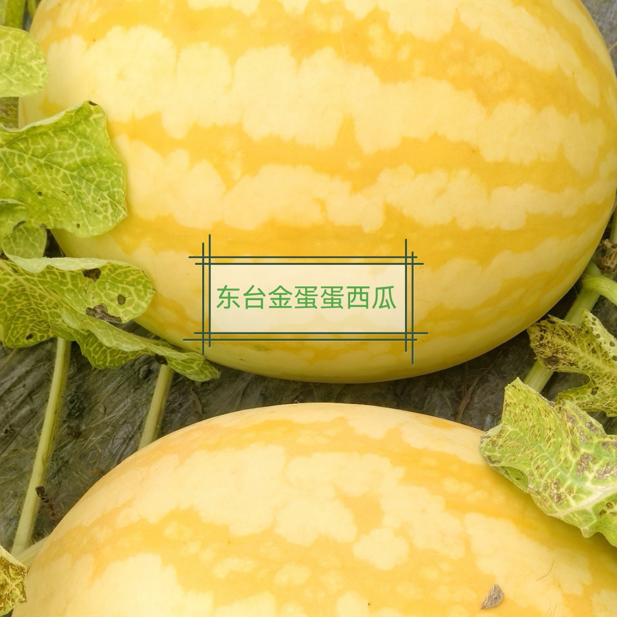 【顺丰包邮】3粒装东台新鲜黄皮红壤西瓜脆甜沙爽口