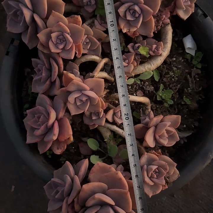 彩虹糖344 多肉植物一物一拍