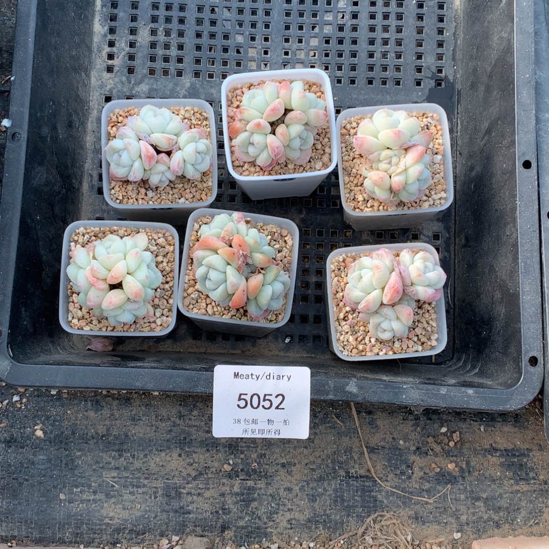 特5052精控冰玉小脸4头4厘米左右6颗一组