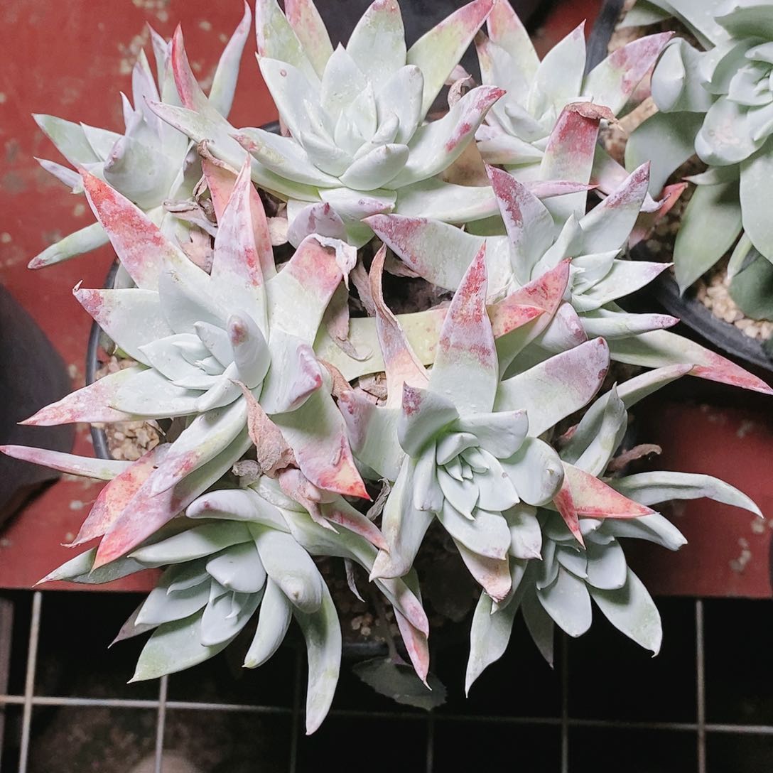 【闪购商品】哈哈哈苹果叶拇指多肉2187