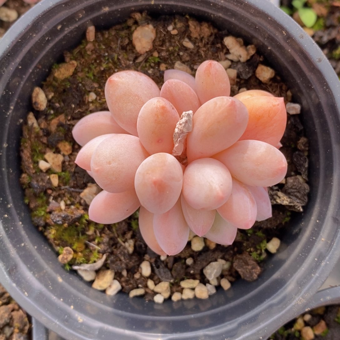 一物一拍多肉，下滑链接更多品种选择