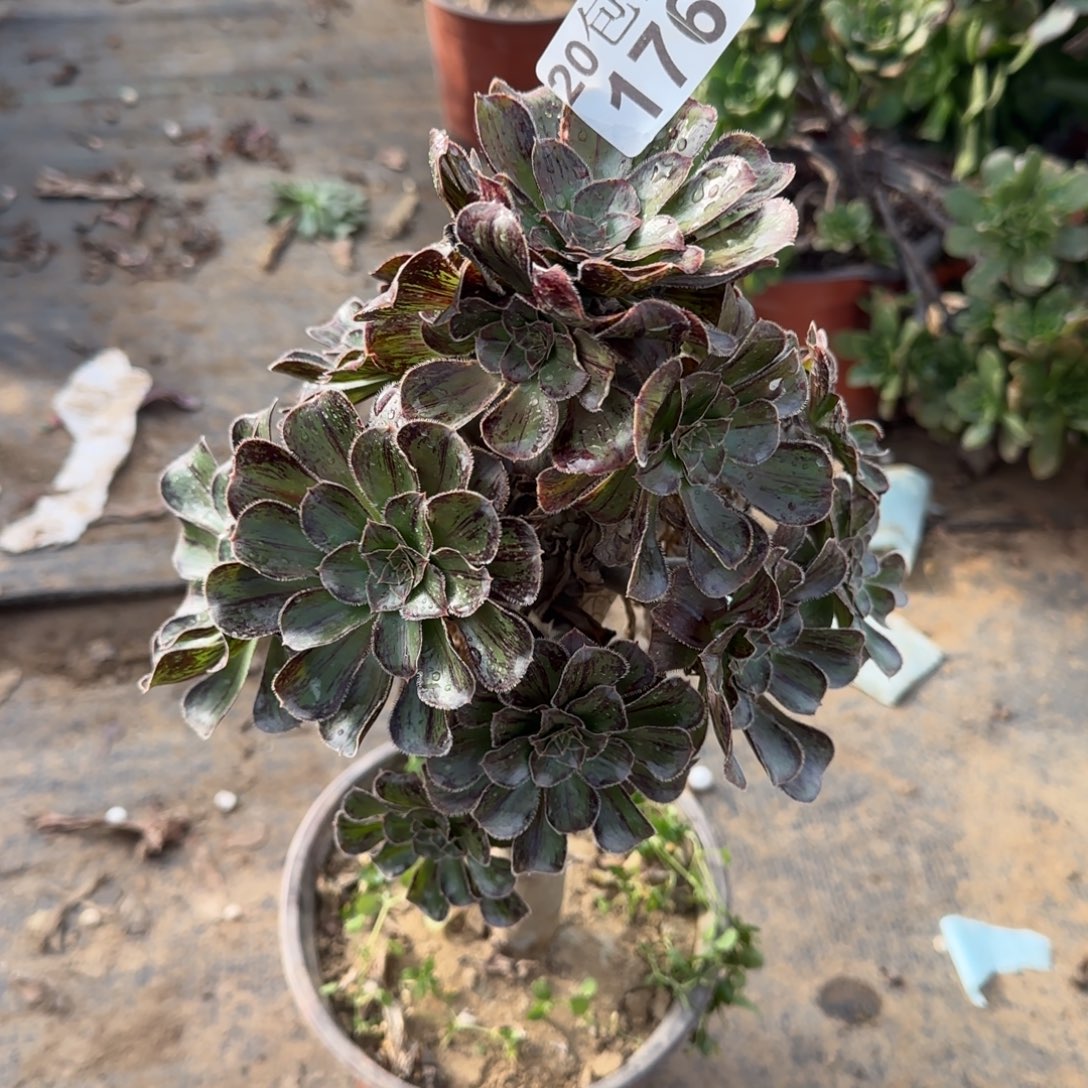 拉丝锦176满20包邮断枝不包