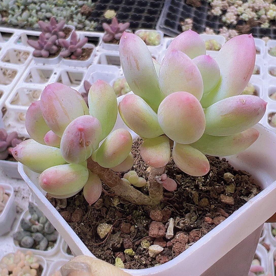 苹果奶19包邮多肉植物