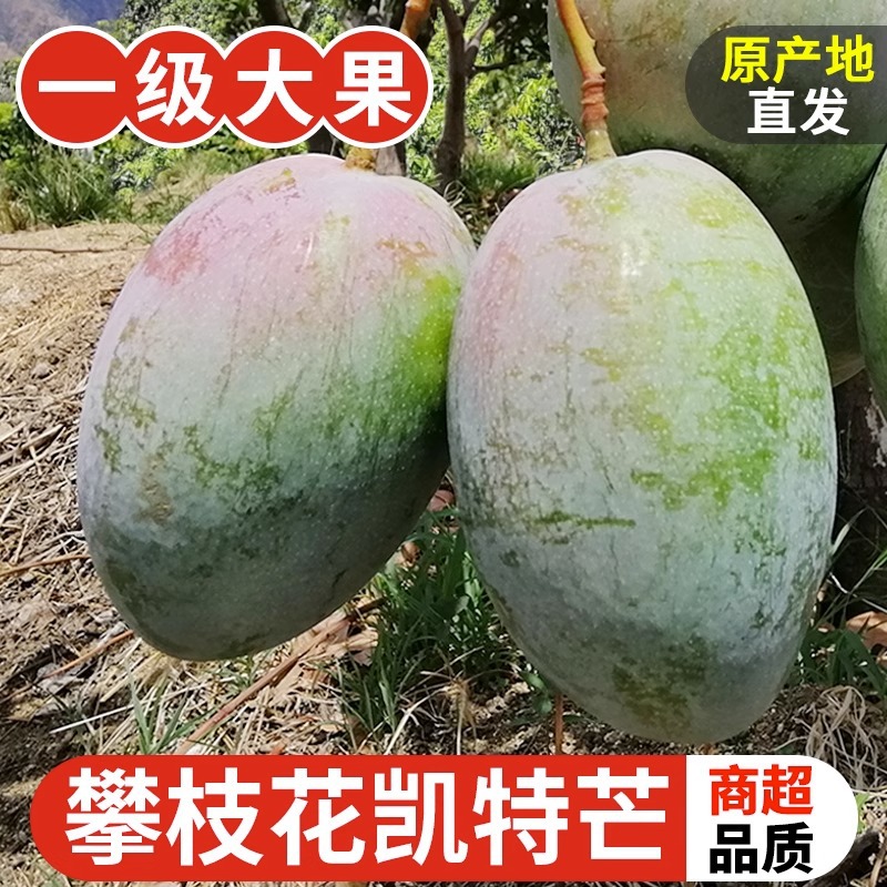 四川攀枝花凯特芒果新鲜大芒果当季水果整箱包邮应季芒果