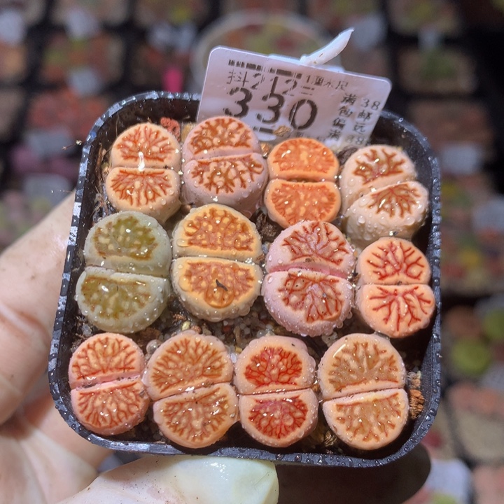 精品生生花212.330