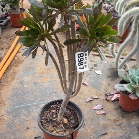 987灰法师不包断枝