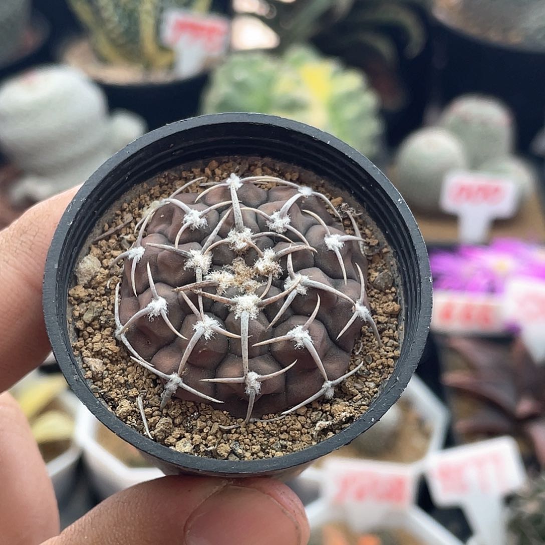 实生龟甲趴刺三本刺仙人球