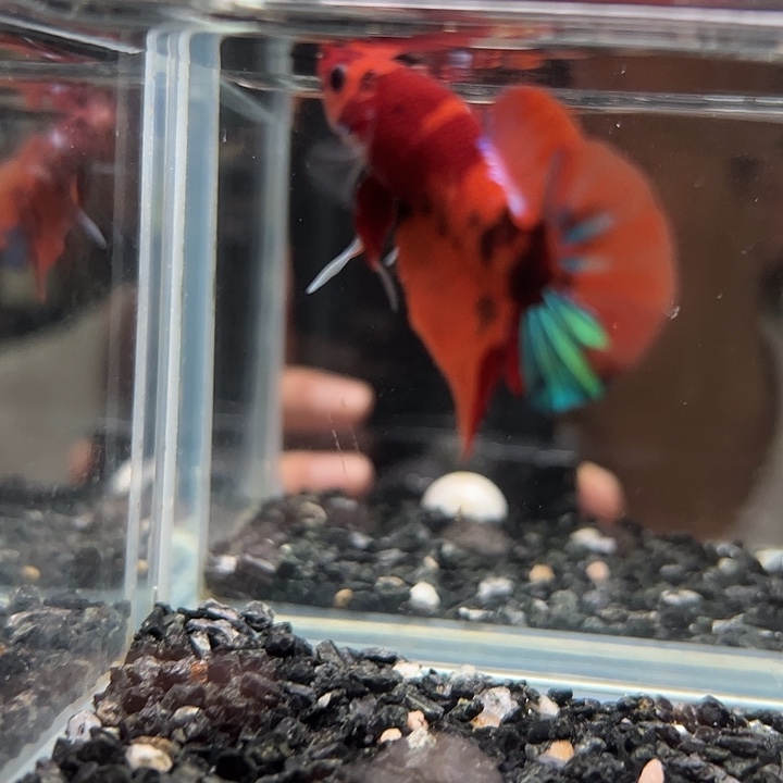 斗鱼竞拍跑单拉黑2日37