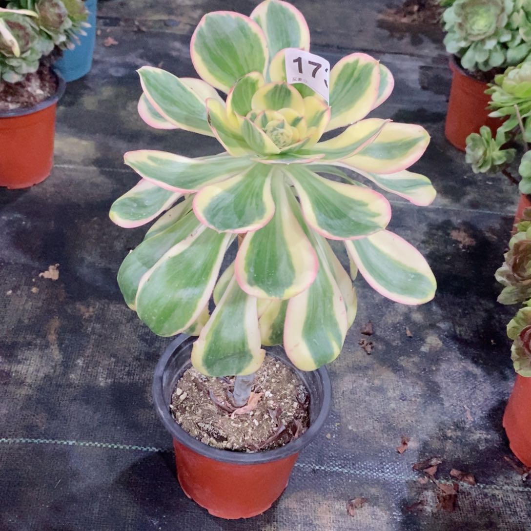 燕姿锦173多肉1111