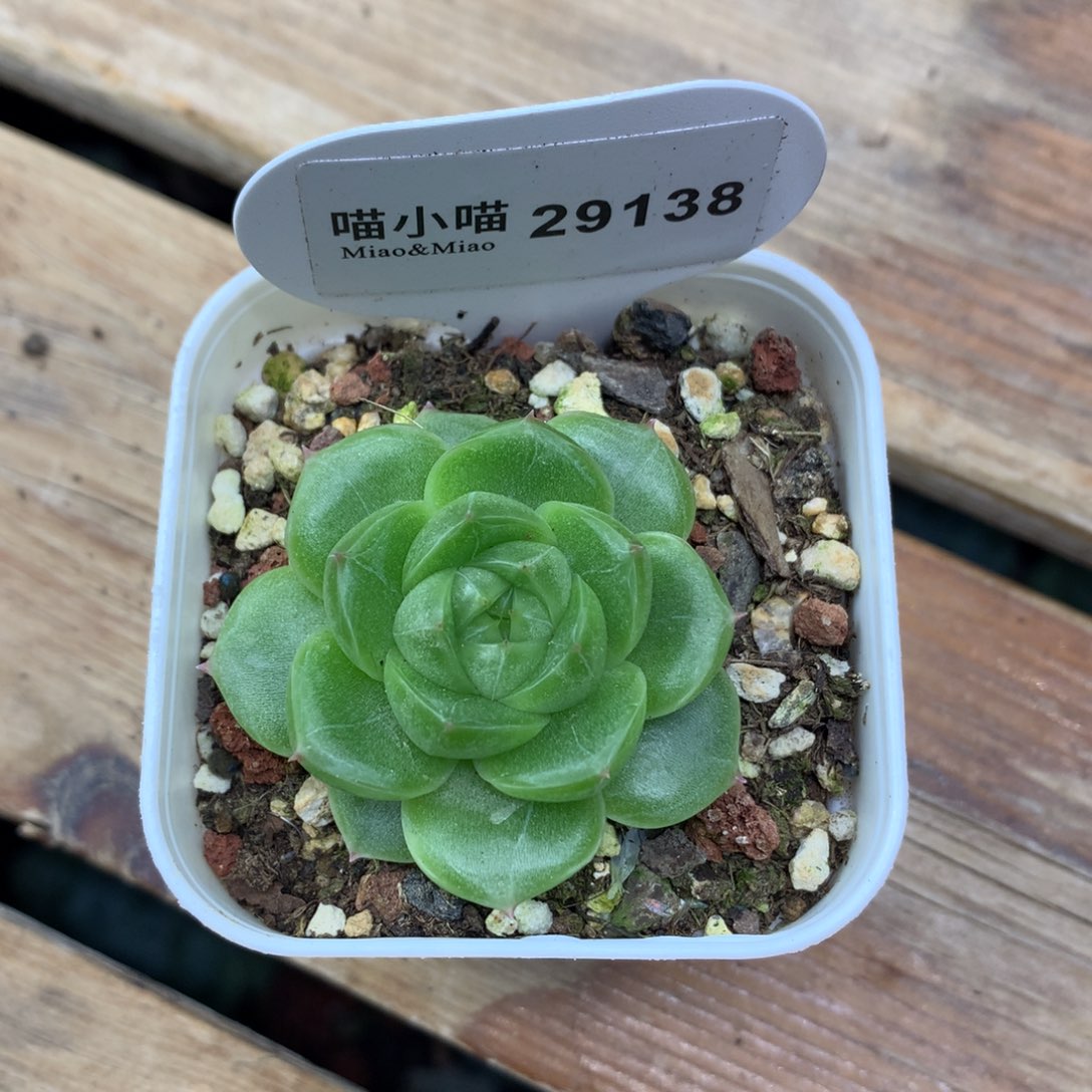 肥***桑多肉植物杂交珍妮