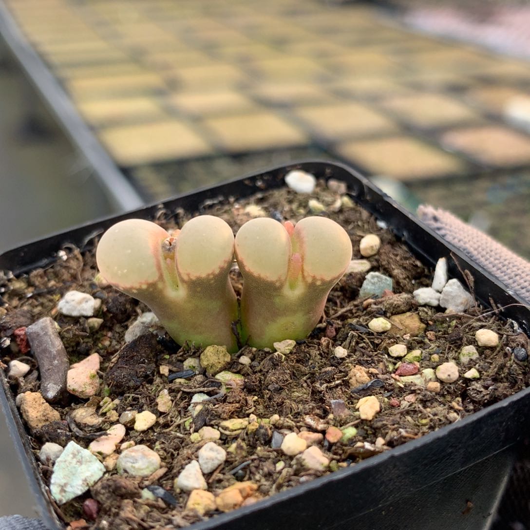 689福利母本一颗