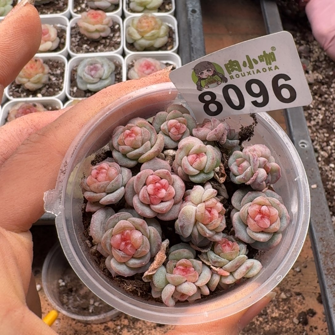 多肉植物多肉植物