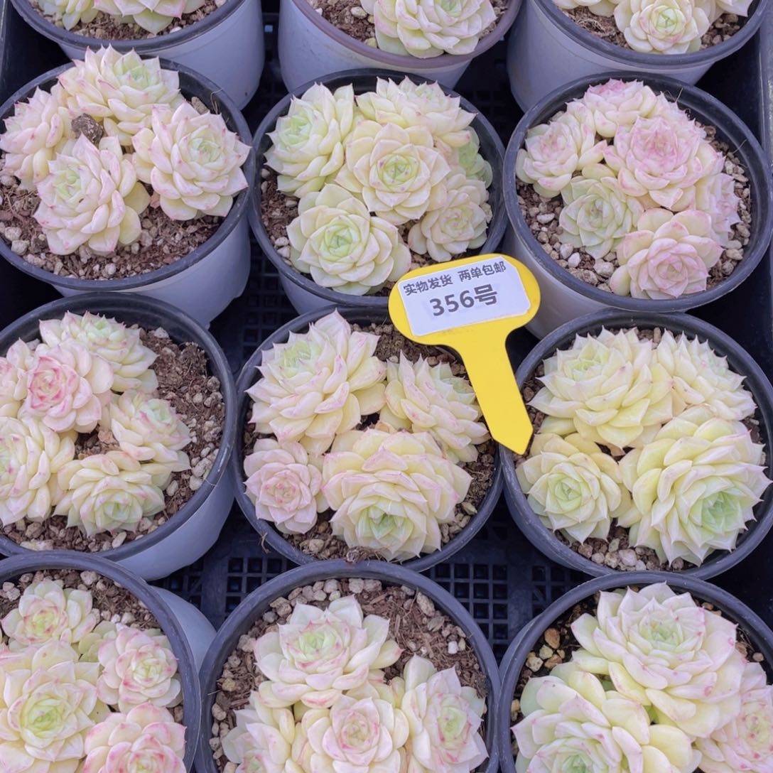 356号奶油白天鹅群一个