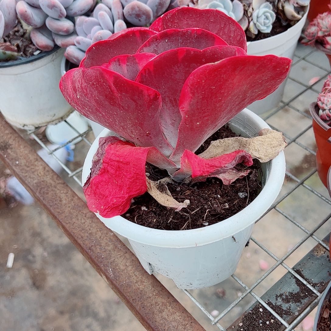 唐印大单头精品特价