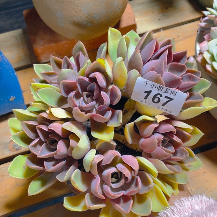 谢谢你的支持000000167