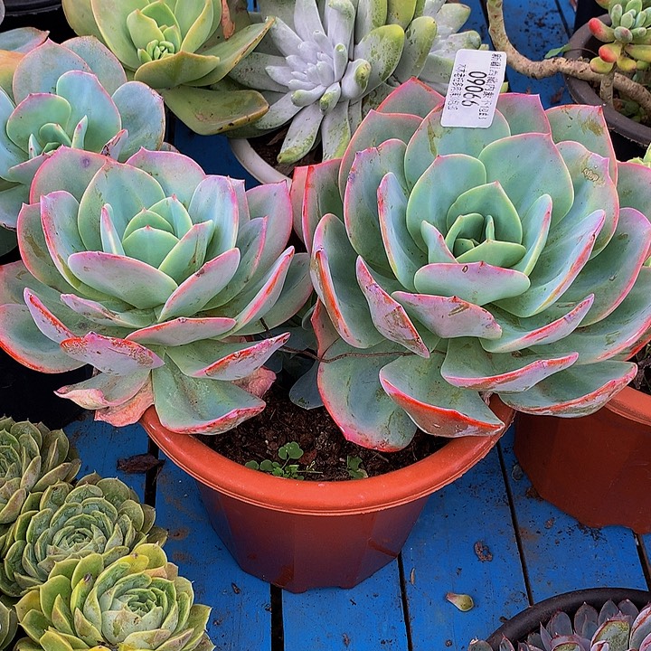 一****      血凤多肉09066