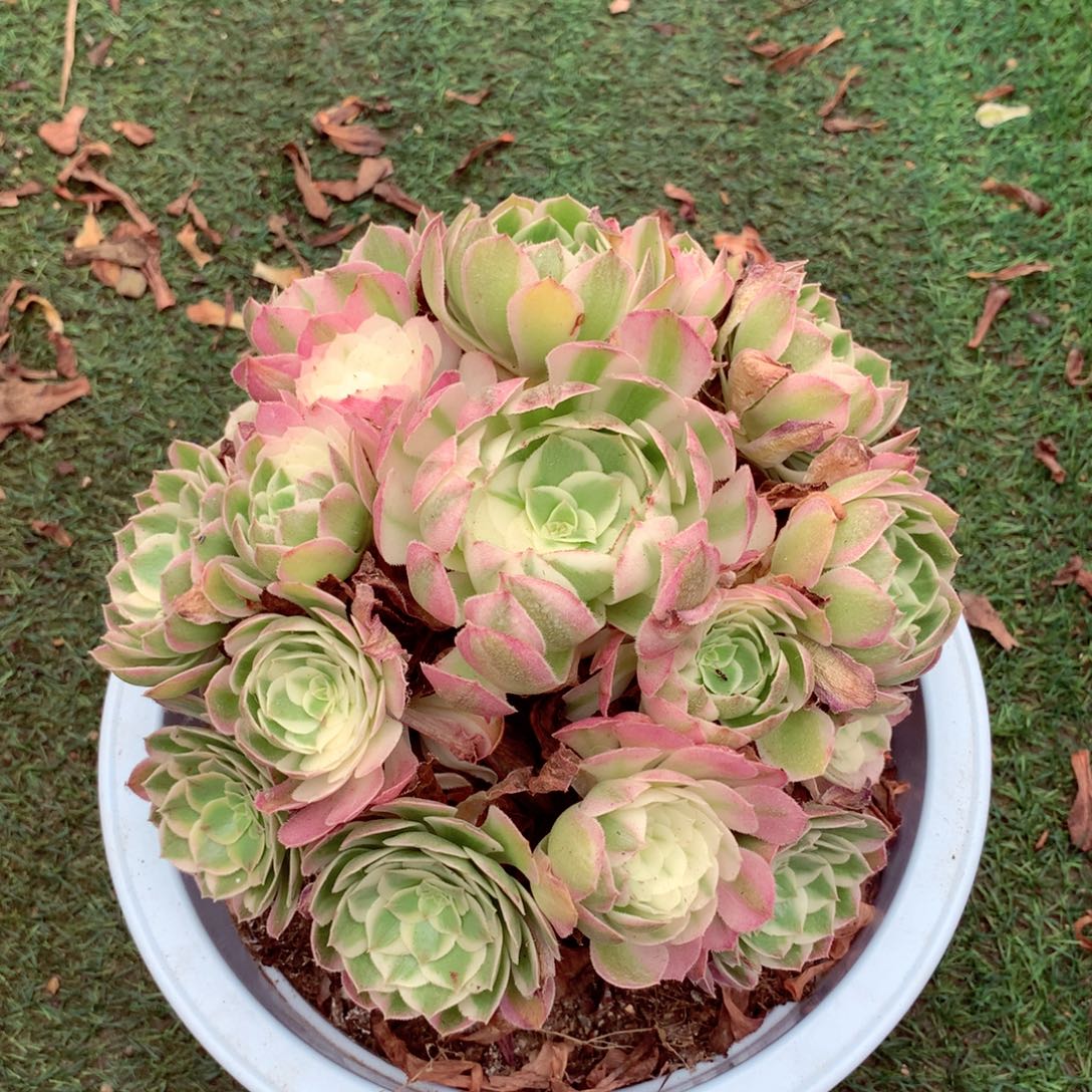 海王捧花，多肉植物