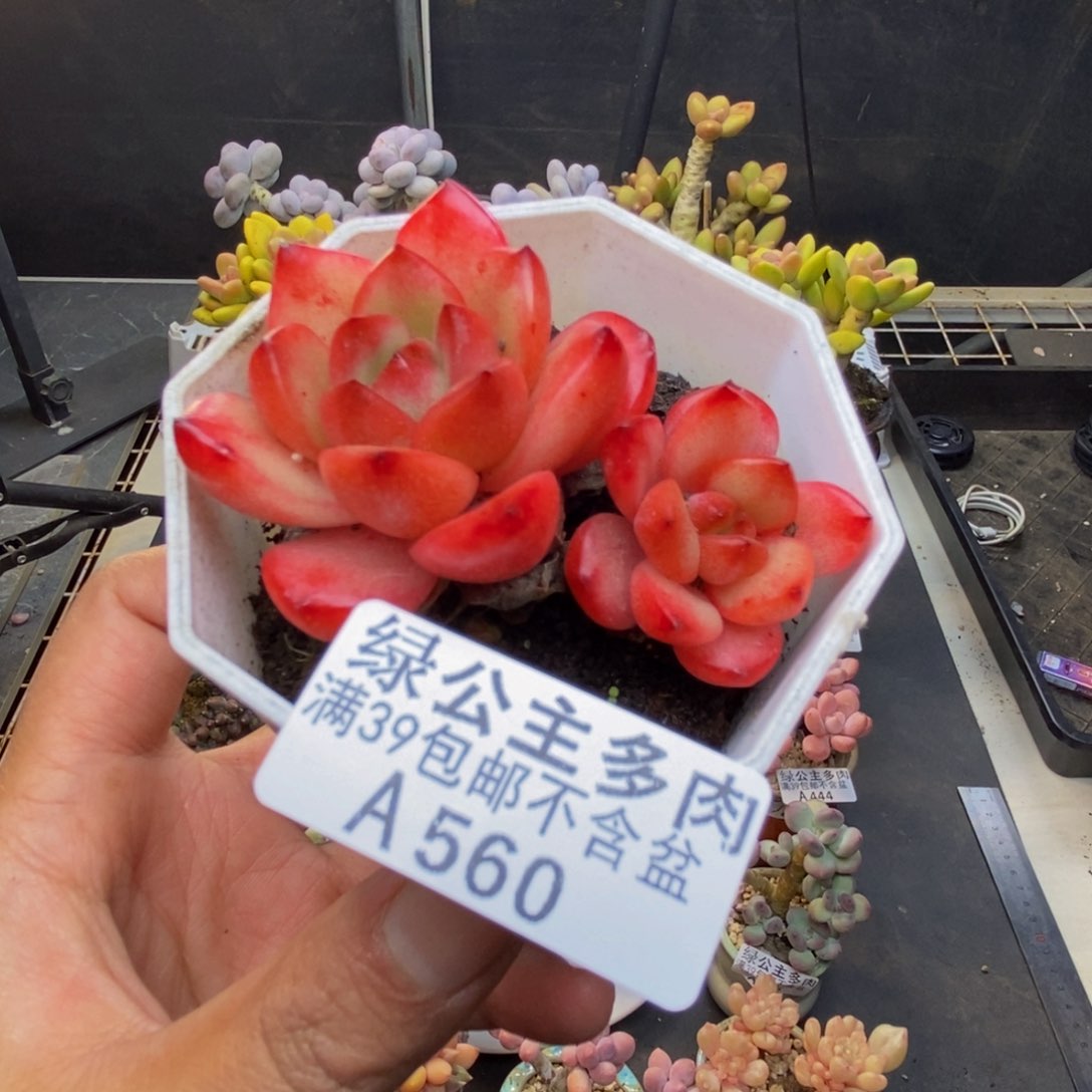 560TM多肉肉6c m