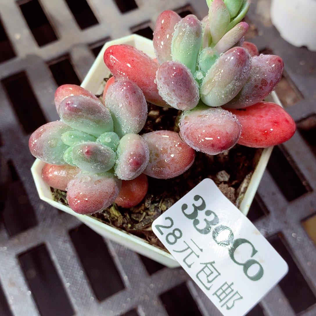 5厘米盆精控多肉330