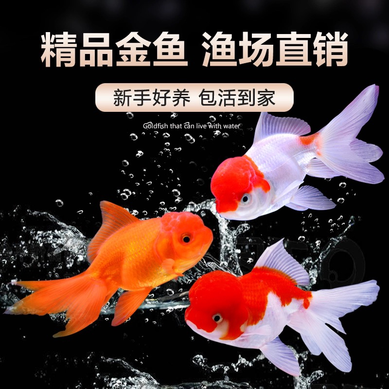 【29尾 】金鱼活体冷水淡水观赏鱼耐活好养 2-5公分