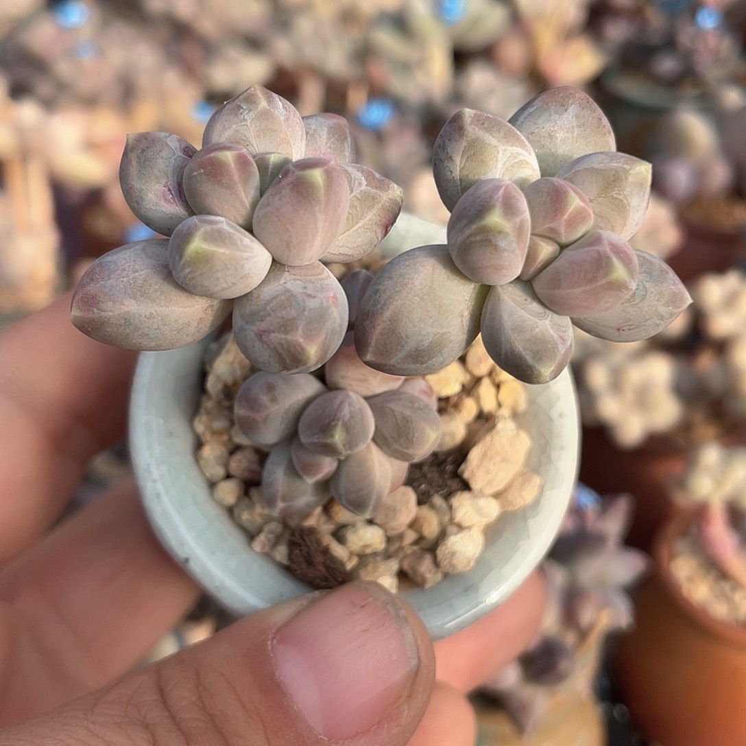 星空美人 脱土发货 4口盆