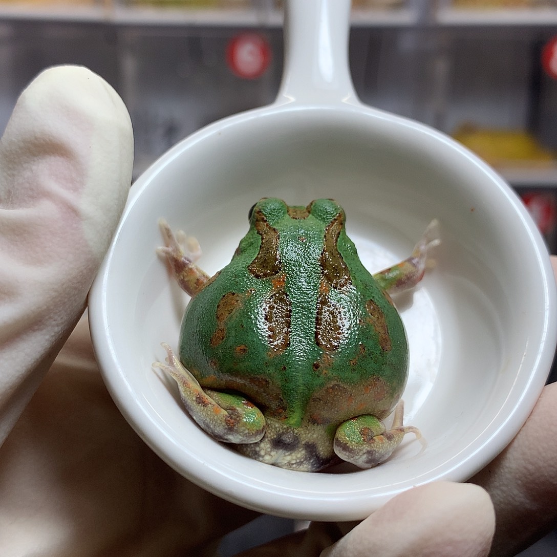 大***蒙角蛙2892 波子微瑕