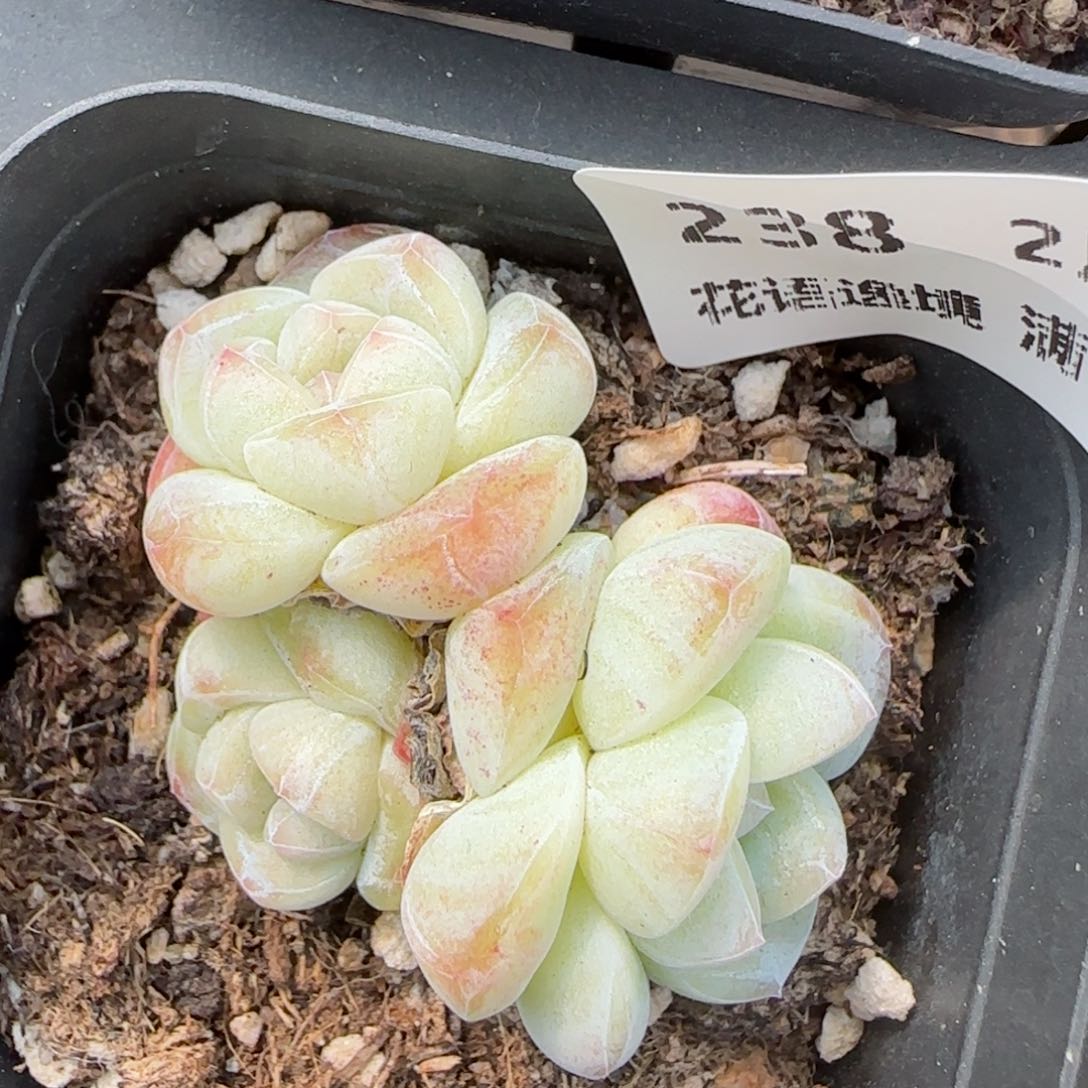 花语逸镜0214-238