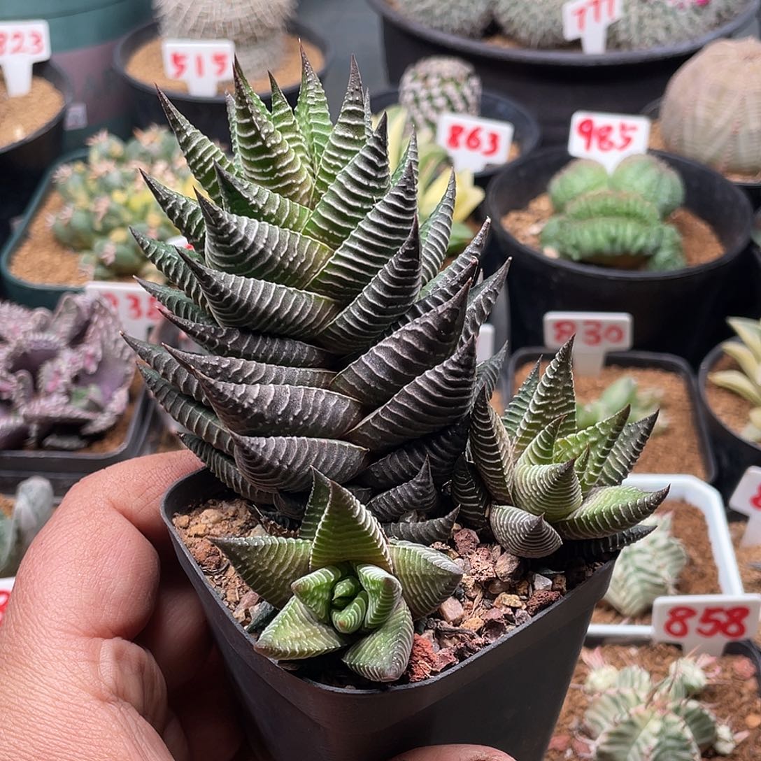 实生老桩白马城 带盆土包邮