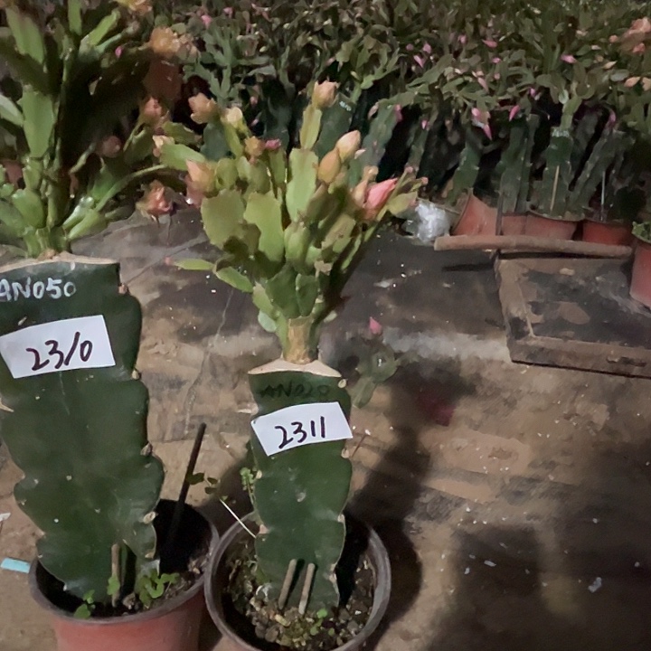 完全开放2311AN028