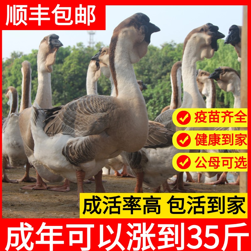 正宗特大种灰狮头 娥 宠物活体 包邮