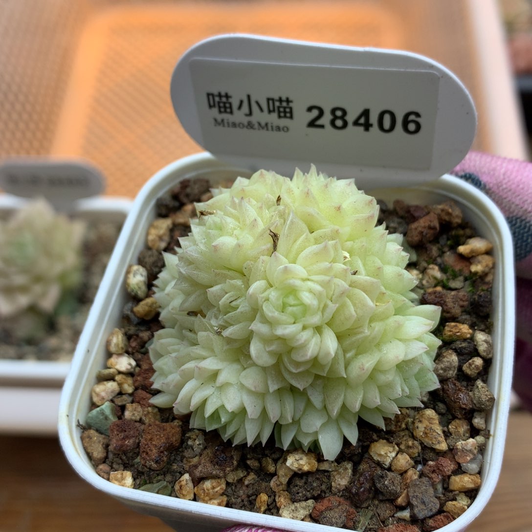多肉植物麦秆珍妮